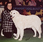 Shadia-J�cint - erfolgreichster Kuvasz 2002 und 2003