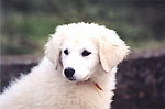 ...Monika, eine Kuvasz-M�dchen aus Serbien