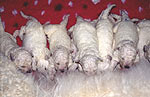 10 gesunde und wundersch�ne Kuvasz-Welpen