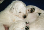 Tired and almost asleep...