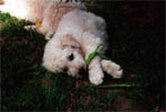 A blade of grass is also a great toy...