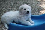 The puppy slide