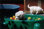Adventurous animals - the turtle with the balls