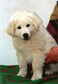 Welpe 1 - ein kleiner Kuvasz-R�de, 8 Wochen alt