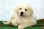 Welpe 2 - ein kleiner Kuvasz-R�de, 8 Wochen alt