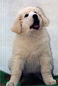 Welpe 6 - ein kleiner Kuvasz-R�de, 8 Wochen alt