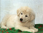 Welpe 10 - eine kleine Kuvasz-H�ndin, 8 Wochen alt